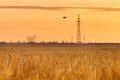 Sunset or sunrise on a field with young rye or wheat and power lines in summer against a cloudy sky. Landscape Royalty Free Stock Photo