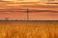 Sunset or sunrise on a field with young rye or wheat and power lines in summer against a cloudy sky. Landscape