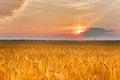 Sunset or sunrise on a field with young rye or wheat and power lines in summer against a cloudy sky. Landscape Royalty Free Stock Photo