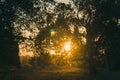 Sunset Or Sunrise In Forest Landscape. Natural Sunlight And Sun Rays Through Woods Trees In Summer Forest. Natural Real Lens Flare Royalty Free Stock Photo