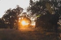 Sunset Or Sunrise In Forest Landscape. Natural Sunlight And Sun Rays Through Woods Trees In Summer Forest. Natural Real Lens Flare Royalty Free Stock Photo