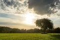 Sunset Or Sunrise In Forest Landscape. Sun Sunshine With Natural Sunlight And Sun Rays Through Woods Trees In Summer Forest. Royalty Free Stock Photo