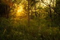 Path Through The Magic Forest, Summer scene, Dirt road, country. valley countryside road between green meadows. Rural spring, Royalty Free Stock Photo