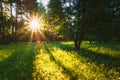 Sunset Or Sunrise In Forest Landscape. Sun Sunshine With Natural Royalty Free Stock Photo