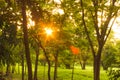 Sunset Or Sunrise In Forest Landscape. Sun Sunshine With Natural Sunlight And Sun Rays Through Woods Trees In Summer Spring Forest Royalty Free Stock Photo