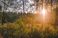 Sunset Or Sunrise In Forest Landscape. Sun Sunshine With Natural Royalty Free Stock Photo