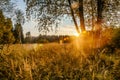 Sunset Or Sunrise In Forest Landscape. Sun Sunshine With Natural Royalty Free Stock Photo