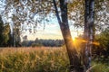 Sunset Or Sunrise In Forest Landscape. Sun Sunshine With Natural Royalty Free Stock Photo