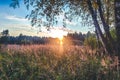 Sunset Or Sunrise In Forest Landscape. Sun Sunshine With Natural Royalty Free Stock Photo