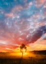 Sunset Sunrise In Misty Autumn Meadow Landscape With Lonely Tree. Sun Sunshine With Natural Sunlight Through Wood Tree Royalty Free Stock Photo