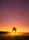 Sunset Sunrise In Misty Autumn Meadow Landscape With Lonely Tree. Sun Sunshine With Natural Sunlight Through Wood Tree Royalty Free Stock Photo