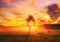 Sunset Sunrise In Misty Autumn Meadow Landscape With Lonely Tree. Sun Sunshine With Natural Sunlight Through Wood Tree Royalty Free Stock Photo