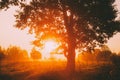 Sunset Or Sunrise In Misty Forest Landscape. Sun Sunshine With Natural Sunlight Through Oak Wood Tree In Morning Forest Royalty Free Stock Photo