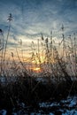 Sunset or sunrise over a field of dryed field of reeds