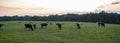 A pasture at sunset with Holstein Cows grazing