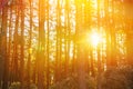 Sunset Sunrise In Pine Forest Landscape. Sun Sunshine With Natural Sunlight Through Wood Tree In Evening Forest. Amazing