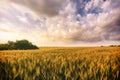Sunset or sunrise in a rye or wheat field with a dramatic cloudy sky in a summer. Summertime landscape. Agricultural Royalty Free Stock Photo