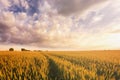 Sunset or sunrise in a rye or wheat field with a dramatic cloudy sky in a summer. Summertime landscape. Agricultural Royalty Free Stock Photo