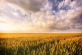 Sunset or sunrise in a rye or wheat field with a dramatic cloudy sky in a summer. Summertime landscape. Agricultural Royalty Free Stock Photo