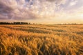 Sunset or sunrise in a rye or wheat field with a dramatic cloudy sky in a summer. Summertime landscape. Agricultural Royalty Free Stock Photo