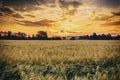 Sunset or sunrise in a rye or wheat field with a dramatic cloudy sky in a summer. Summertime landscape. Agricultural Royalty Free Stock Photo