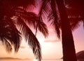 Sunset or sunrise skies and palm tree leaves silhoutte in the sea landscape. Beautiful sunset beach   . Romantic summer holiday Royalty Free Stock Photo