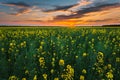 Sunset Sky Over Horizon Of Spring Flowering Canola, Rapeseed, Oilseed Field Meadow Grass. Blossom Of Canola Yellow Royalty Free Stock Photo
