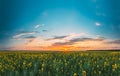 Sunset Sunrise Sky Over Horizon Of Spring Flowering Canola, Rapeseed, Oilseed Field Meadow Grass. Blossom Of Canola Royalty Free Stock Photo