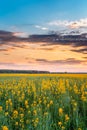 Sunset Sunrise Sky Over Horizon Of Spring Flowering Canola, Rapeseed Royalty Free Stock Photo