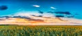 Sunset Sunrise Sky Over Horizon Of Spring Flowering Canola, Rapeseed Royalty Free Stock Photo