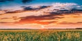 Sunset Sunrise Sky Over Horizon Of Spring Flowering Canola, Rapeseed Royalty Free Stock Photo