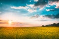 Sunset Sunrise Sky Over Spring Flowering Canola, Rape, Rapeseed, Royalty Free Stock Photo