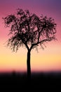 Sunset or sunrise sky with silhouette of tree with branches Royalty Free Stock Photo