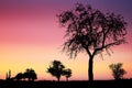 Sunset or sunrise sky with silhouette of tree, bush with bare branches. Royalty Free Stock Photo