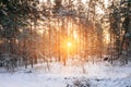 Sunset Or Sunrise In Snowy Forest Landscape. Sun Sunshine With N Royalty Free Stock Photo