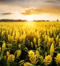 Sunset or sunrise on a sorghum field with golden ears and a dramatic cloudy Royalty Free Stock Photo