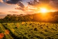 Sunset or sunrise in a spring field with green grass, willow trees and cloudy sky