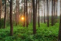 Sunset Sunrise Sun Sunshine Shining Through Pine Trees In Sunny Royalty Free Stock Photo