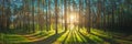 Sunset Sunrise Sun Sunshine In Sunny Summer Coniferous Forest. Sunlight Sunbeams Through Woods In Forest Landscape Royalty Free Stock Photo