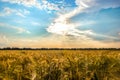 Sunset or sunrise on a wheat field. Field of golden ripe cereal, cloudy sky. Summer rural landscape Royalty Free Stock Photo