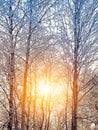 Sunset or sunrise in a winter park with trees, benches and a pavement covered with snow and sunbeams shining through the branches