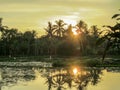 Sunset in the swamp area