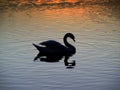 Sunset - swan Royalty Free Stock Photo