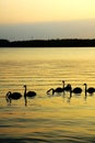 Sunset and Swan