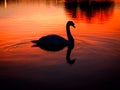 Sunset swan Royalty Free Stock Photo