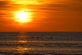 Sunset, swans swimming in the illuminated sea. Light waves. Nature photo,Baltic Sea Royalty Free Stock Photo