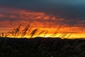 Sunset taken at Mount Tolmie in Victoria, BC Royalty Free Stock Photo