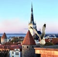 Sunset in Tallinn old town roof and seagull on front panorama on sunset  moon on sky and birds fly  travel to Estonia sun down bir Royalty Free Stock Photo