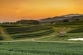 Sunset at Tea Plantation in Boon Rawd Farm Royalty Free Stock Photo