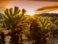 Sunset on Teddy bear (Cylindropuntia bigelovii) Cholla Cactus Garden at Pinto Basin